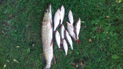 Northern Pike, 1.0 kg — Jauriukas