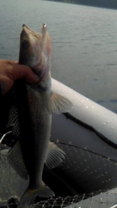 Pike perch