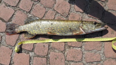 Northern Pike, 1.2 kg