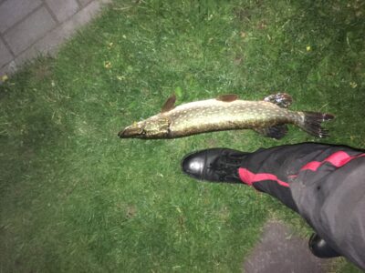 Northern Pike