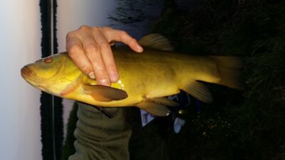 Tench, 1.6 kg