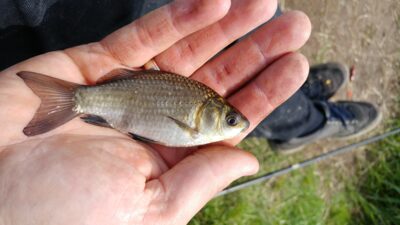 Prussian carp ×30