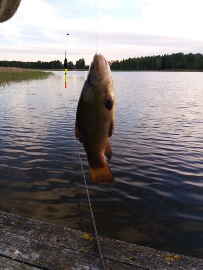 Tench