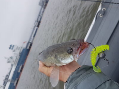 Pike perch