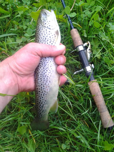 Brown Trout