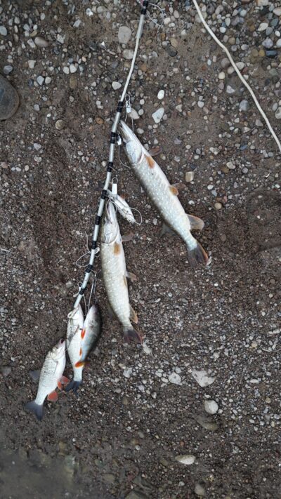 Northern Pike