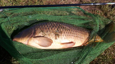 Carp, 14.0 kg