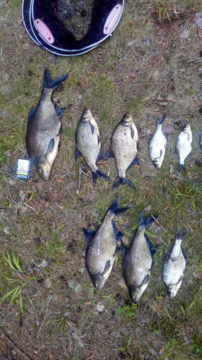 Carp bream, 1.6 kg