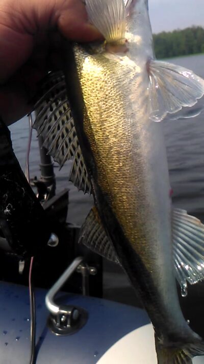 Pike perch