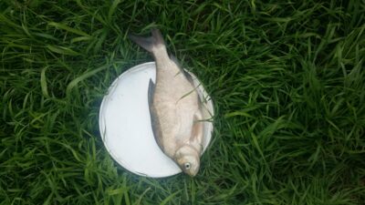 Carp bream, 0.8 kg
