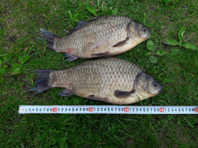 Prussian carp, 1.4 kg