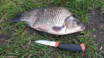Prussian carp — Kaunas reservoir