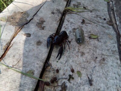 Broad-fingered crayfish, 0.1 kg — Paršežeris
