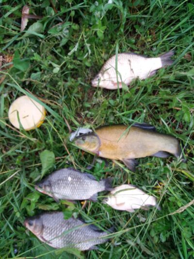 Tench, 0.5 kg — Garliavos I-asis