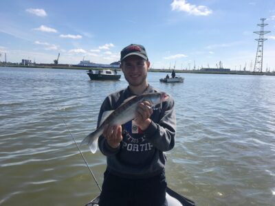 Pike perch — Kuršių