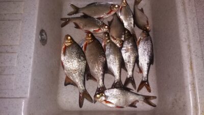 Carp bream ×10