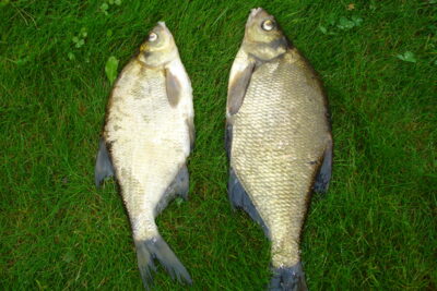 Carp bream ×2 — Gondingos HE