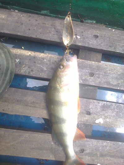 Eurasian perch, 0.2 kg — Ilgis