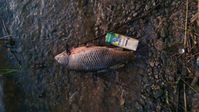 Carp