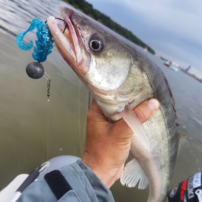 Pike perch — Kuršių