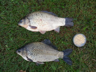Prussian carp ×2