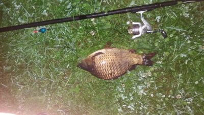 Crucian carp, 1.2 kg