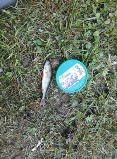 Eurasian perch, 0.1 kg — Mūša