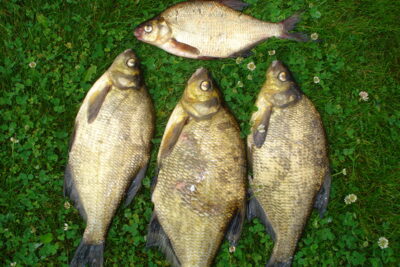 Carp bream ×4 — Gondingos HE