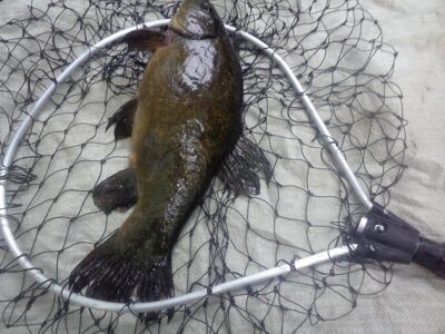 Tench, 1.2 kg