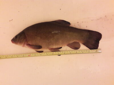 Tench, 1.1 kg — Karklėnų