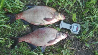 Carp bream ×2 — Lamėstas