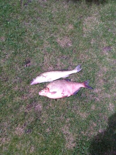 Pike perch, 1.4 kg