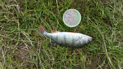 Eurasian perch, 0.3 kg — ATMATA