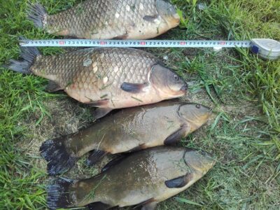 Crucian carp ×2