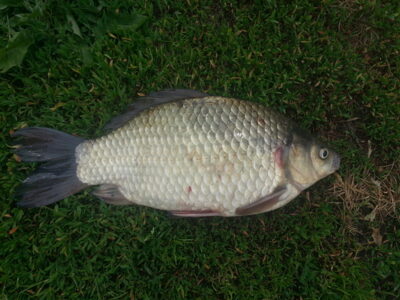 Prussian carp, 0.8 kg
