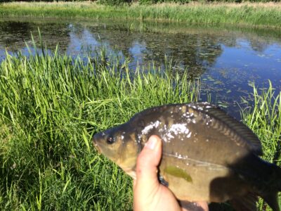 Mirror carp — Tulnikių