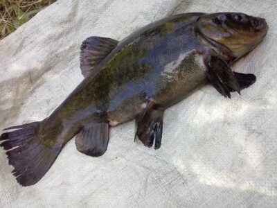 Tench, 1.3 kg