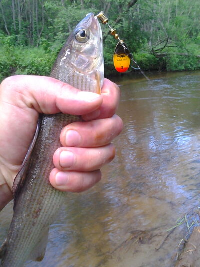 Grayling
