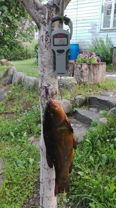 Tench, 1.5 kg — Lamėstas