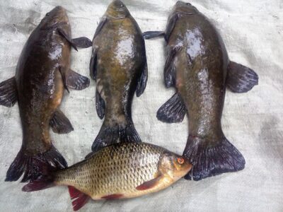 Tench ×3
