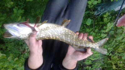 Northern Pike