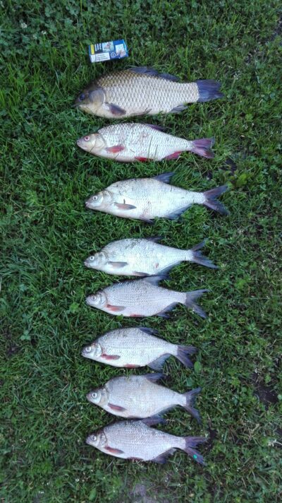 Crucian carp ×8