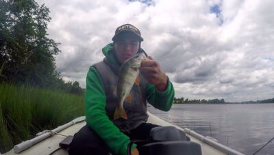 Eurasian perch, 0.3 kg — Bubių