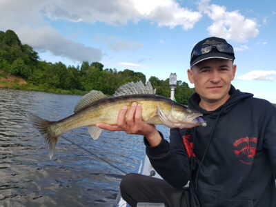 Pike perch