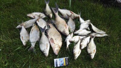 Carp bream ×20 — Bubių