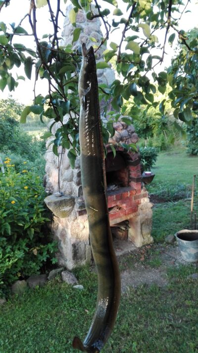 European eel, 0.7 kg — Lamėstas