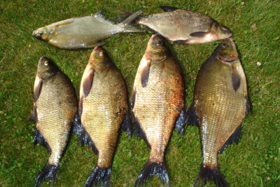 Carp bream ×6 — Gondingos HE