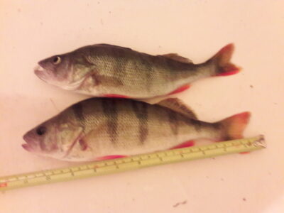 Eurasian perch, 0.4 kg — Karklėnų