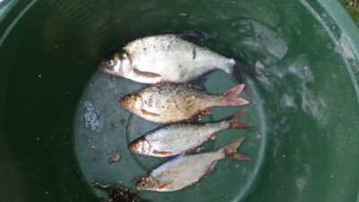 Carp bream
