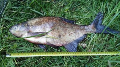 Carp bream — Dysnai